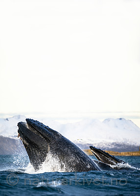 BB 15 0591 / Megaptera novaeangliae / Knølhval